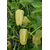  Джипси F1 - семена перца сладкого, 500 и 1 000 семян, Seminis/Семинис (Голландия), фото 5 