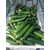  Йилдо F1 - огурец партенокарпический, 250 и 1 000 семян, Bejo/Бейо (Голландия), фото 3 