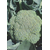  Айронмен F1 - семена капусты брокколи, 1 000 семян, Seminis/Семинис (Голландия), фото 2 