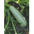  Искандер F1 - семена кабачка, 500 и 1 000 семян, Seminis/Семинис (Голландия), фото 5 