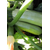  Искандер F1 - семена кабачка, 500 и 1 000 семян, Seminis/Семинис (Голландия), фото 6 