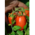  Яки F1 - томат детерминантный, 1 000 семян, Seminis/Семинис (Голландия), фото 5 