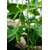  Корентин F1 - огурец партенокарпический, 250 и 1 000 семян, Seminis/Семинис (Голландия), фото 4 