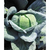  Ларсия F1 - капуста белокочанная, 2 500 семян, Seminis/Семинис (Голландия), фото 5 