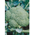  Лорд F1 - семена капусты брокколи, 1 000 семян, Seminis/Семинис (Голландия), фото 4 