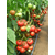  Магнус F1 - семена томатов, 500 семян, Seminis/Семинис (Голландия), фото 7 