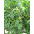  Магнус F1 - семена томатов, 500 семян, Seminis/Семинис (Голландия), фото 6 