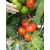  Магнус F1 - семена томатов, 500 семян, Seminis/Семинис (Голландия), фото 8 