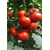  Магнус F1 - семена томатов, 500 семян, Seminis/Семинис (Голландия), фото 3 