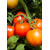  Магнус F1 - семена томатов, 500 семян, Seminis/Семинис (Голландия), фото 4 