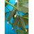  Меренга F1 - огурец партенокарпический, 250 и 1 000 семян, Seminis/Семинис (Голландия), фото 9 