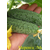  Меренга F1 - огурец партенокарпический, 250 и 1 000 семян, Seminis/Семинис (Голландия), фото 10 