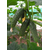  Меренга F1 - огурец партенокарпический, 250 и 1 000 семян, Seminis/Семинис (Голландия), фото 7 