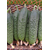  Меренга F1 - огурец партенокарпический, 250 и 1 000 семян, Seminis/Семинис (Голландия), фото 8 