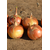  Миссисипи F1 - семена лука репчатого, 25 гр и 250 000 семян, Seminis/Семинис (Голландия), фото 5 