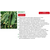  Муссон F1 - семена огурца партенокарпического, 500 семян Sakata seeds/Саката сидз (Япония), фото 3 