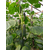  Муссон F1 - семена огурца партенокарпического, 500 семян Sakata seeds/Саката сидз (Япония), фото 2 