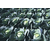  Парадокс F1 - капуста белокочанная, 2 500 семян (калиброванные), Bejo/Бейо (Голландия), фото 3 