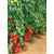  Пинк Импрэшн F1 (TM 10739) - семена томатов, 50 и 500 семян, Sakata seeds/Саката сидз (Япония), фото 5 