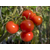  Полбиг F1 - томат детерминантный, 1 000 семян, Bejo/Бейо (Голландия), фото 2 