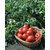  Полбиг F1 - томат детерминантный, 1 000 семян, Bejo/Бейо (Голландия), фото 4 