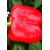  Рэд Найт Экс 3 Р F1 - семена перца сладкого, 500 и 1 000 семян, Seminis/Семинис (Голландия), фото 5 