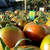  Сашер F1 - семена томатов, 500 и 1 000 семян, Yuksel/Юксел (Турция), фото 7 