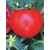  Таня F1- томат детерминантный, 1 000 семян, Seminis/Семинис (Голландия), фото 3 