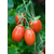  Торквей F1 - томат детерминантный, 1 000 семян,  Bejo/Бейо (Голландия), фото 3 