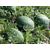  Каристан F1 - семена арбуза, 1 000 семян, Syngenta/Сингента (Голландия), фото 3 