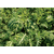  Соренто F1 - семена арбуза, 1 000 семян, Syngenta/Сингента (Голландия), фото 3 