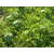  Соренто F1 - семена арбуза, 1 000 семян, Syngenta/Сингента (Голландия), фото 4 
