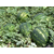  Каристан F1 - семена арбуза, 1 000 семян, Syngenta/Сингента (Голландия), фото 4 
