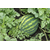  Соренто F1 - семена арбуза, 1 000 семян, Syngenta/Сингента (Голландия), фото 5 