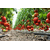  Агилис F1 - семена томатов, 500 семян, Enza Zaden/Энза Заден (Голландия), фото 7 