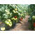  Агилис F1 - семена томатов, 500 семян, Enza Zaden/Энза Заден (Голландия), фото 6 