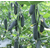 Бьерн F1 - семена огурцов корнишонов, 500 семян, Enza Zaden/Энза Заден (Голландия), фото 2 