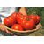  Бобкат F1 - томат детерминантный, 1 000 семян, Syngenta/Сингента (Голландия), фото 3 