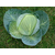  Центурион F1 - семена капусты белокочанной, 2 500 семян, Clause/Клаус (Франция), фото 2 