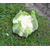  Клиппер F1 - капуста цветная, 2 500 семян, Clause/Клаус (Франция), фото 4 