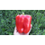  Геркулес F1 - семена перца сладкого, 5 гр., Clause/Клаус (Франция), фото 4 