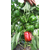  Геркулес F1 - семена перца сладкого, 5 гр., Clause/Клаус (Франция), фото 5 