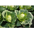  Миррор F1 - капуста белокочанная, 2 500 семян, Syngenta/Сингента (Голландия), фото 2 