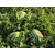  Тамтам F1 - семена арбуза, 1 000 семян, Enza Zaden/Энза Заден (Голландия), фото 2 