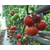  Панекра F1 - томат индетерминантный, 500 семян, Syngenta/Сингента (Голландия), фото 2 