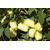  Ведрана F1 - семена перца сладкого, 1 000 семян, Enza Zaden/Энза Заден (Голландия), фото 2 