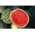  Соренто F1 - семена арбуза, 1 000 семян, Syngenta/Сингента (Голландия), фото 2 