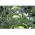  Сторидор F1 - капуста белокочанная, 2 500 семян, Syngenta/Сингента (Голландия), фото 2 