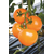  Ti - 169 F1 - семена томатов, 250 семян, Takii Seed/Таки Сид (Япония), фото 3 