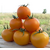  Ti - 169 F1 - семена томатов, 250 семян, Takii Seed/Таки Сид (Япония), фото 2 
